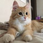 猫用ピュリナプロプランの栄養成分と安全性の口コミ評判