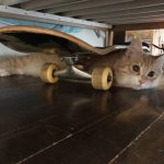 猫用ピュリナワンの栄養成分と安全性の口コミ評判