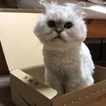 モンプチの栄養成分と安全性の口コミ評判