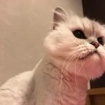 アゼットキャットフードの栄養成分と安全性の口コミ評判