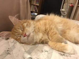 キャットフードランキング!キャットフード113種類比較一覧表