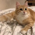 ファインペッツキャットフードの栄養成分と安全性の口コミ評判