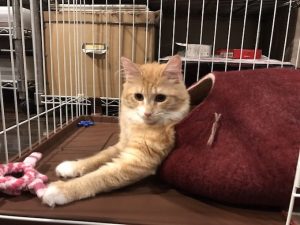 シーバデュオの栄養成分と安全性の口コミ評判