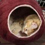 オリジンキャットフードの栄養成分と安全性の口コミ評判