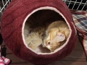オリジンキャットフードの栄養成分と安全性の口コミ評判