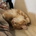 猫用ナチュラルバランスの栄養成分と安全性の口コミ評判