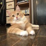 愛猫さくと私の出会いの馴れ初め