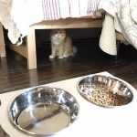 猫が喜ぶ飲み水は何?キャットフードと飲み水の関係性とは