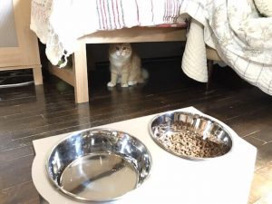 猫が喜ぶ飲み水は何?キャットフードと飲み水の関係性とは