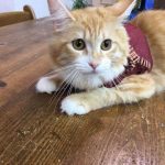 キャットスマックキャットフードの栄養成分と安全性の口コミ評判
