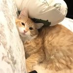 ねこ元気の栄養成分と安全性の口コミ評判