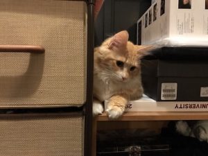 ミオキャットフードの栄養成分と安全性の口コミ評判