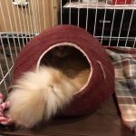 猫用ファーストチョイスの栄養成分と安全性の口コミ評判