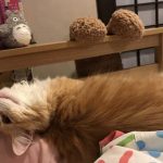 プリスクリプションダイエットの栄養成分と安全性の口コミ評判