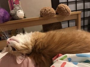 プリスクリプションダイエットの栄養成分と安全性の口コミ評判