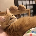 1歳未満の子猫におすすめのキャットフード5選
