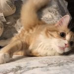子猫用カルカンの栄養成分と安全性の口コミ評判