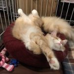 アイムスキャットフードの栄養成分と安全性の口コミ評判