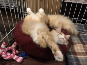 アイムスキャットフードの栄養成分と安全性の口コミ評判