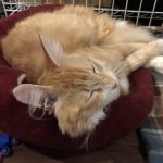 ミャウミャウキャットフードの栄養成分と安全性の口コミ評判