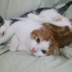 猫用アーテミスフレッシュミックスの栄養成分と安全性の口コミ評判