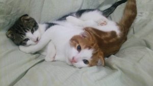 猫用アーテミスフレッシュミックスの栄養成分と安全性の口コミ評判