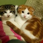 猫が避妊去勢後に太る理由と手術後におすすめのキャットフード