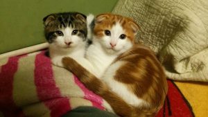 猫が避妊去勢後に太る理由と手術後におすすめのキャットフード