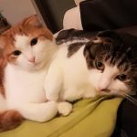 成長期の子猫におすすめのドライフード3選