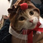 キャットフードのローテーション方法は?頻度と期間は?