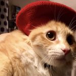 猫用ロイヤルカナンの栄養成分と安全性の口コミ評判
