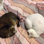 小分け袋タイプのおすすめキャットフードと最適な保存方法