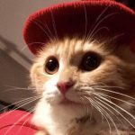 フィッシュ4キャットの栄養成分と安全性の口コミ評判