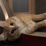 猫用アルモネイチャーの栄養成分と安全性の口コミ評判