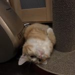 キャネットチップの栄養成分と安全性の口コミ評判