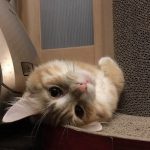 猫用ニュートロナチュラルチョイスの栄養成分と安全性の口コミ評判