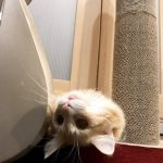 猫用フォルツァ10の栄養成分と安全性の口コミ評判
