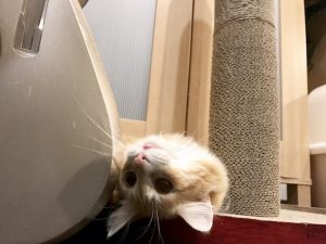 猫用フォルツァ10の栄養成分と安全性の口コミ評判
