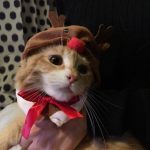 アズミラキャットフードの栄養成分と安全性の口コミ評判