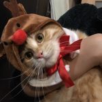クプレラキャットフードの栄養成分と安全性の口コミ評判