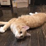 猫用ビューティープロの栄養成分と安全性の口コミ評判