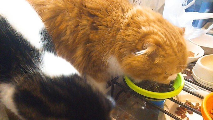 カナガンキャットフードを食べる猫