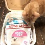 キャットフードの保管でおすすめの保存容器3選