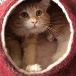おすすめの猫用水飲みグッズ3選!自動給水器はおすすめ?