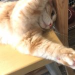 猫用懐石シリーズの栄養成分と安全性の口コミ評判
