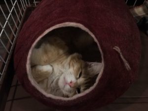猫用テイストオブザワイルドの栄養成分と安全性の口コミ評判