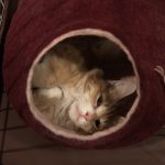 キャラットミックスの栄養成分と安全性の口コミ評判