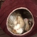 猫用ブルーバッファローの栄養成分と安全性の口コミ評判