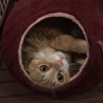 猫用アニモンダラフィーネの栄養成分と安全性の口コミ評判