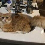 成長期別!子猫の餌パーフェクトガイド決定版